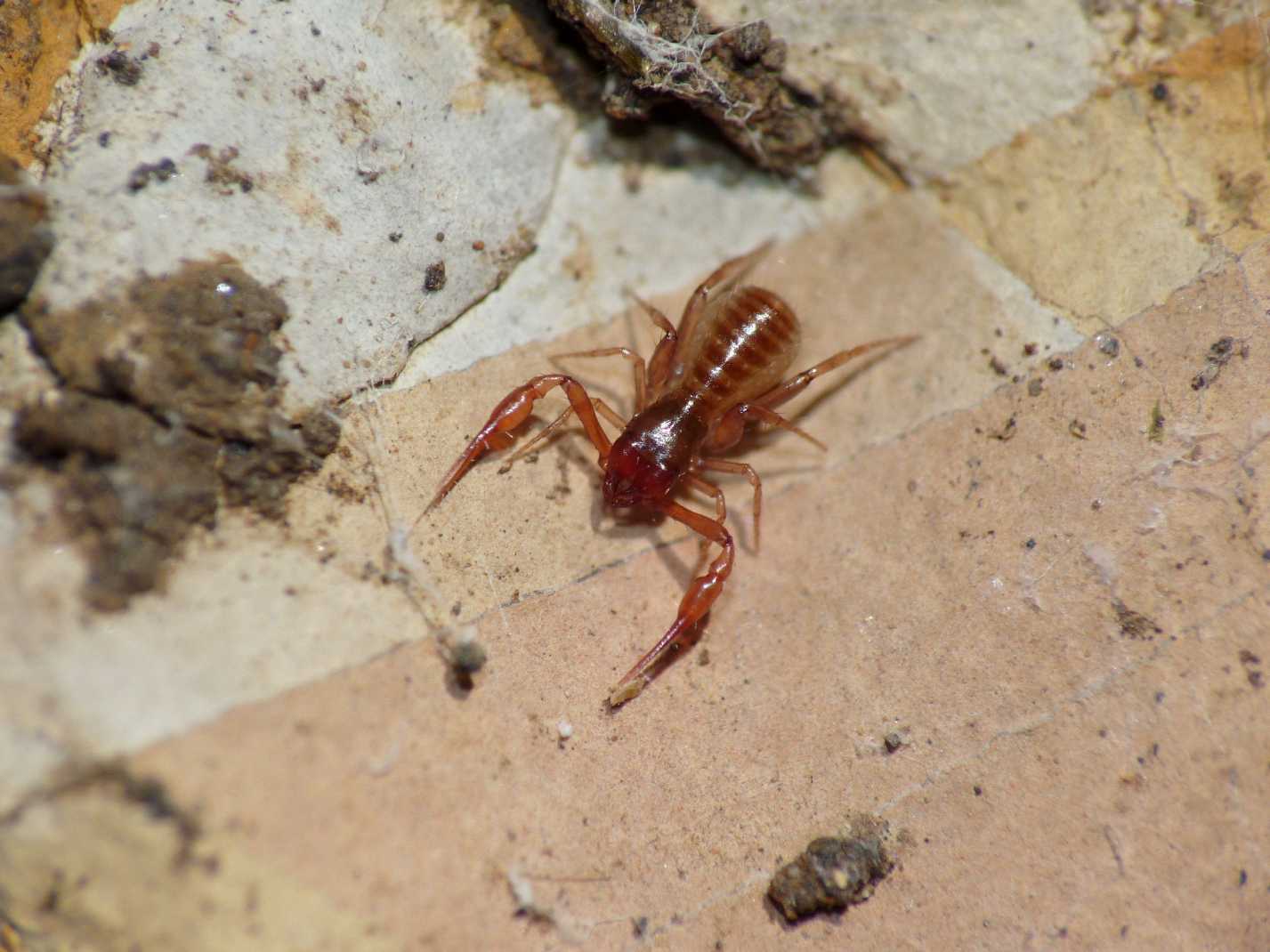 Pseudoscorpione, Chthonius sp.